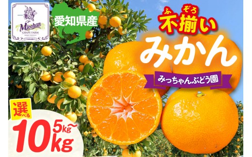 
                  【先行予約】【2026年12月発送】【訳あり】不揃いみかん【選べる容量】│フルーツ 果物 オレンジ 甘い 産地直送 柑橘 大容量 お得  愛知県 東浦町
                