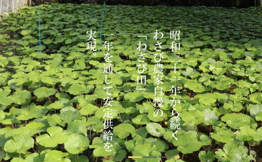 【生産者直送】根わさび 真妻 200g (3～4 本)   と たっそべ漬け（粕漬）のセット 山葵用おろし金付【葵食品】 生産者直送 生 新鮮 岩手県 遠野市 特産 /刺身 お肉 ステーキ 薬味 わさ