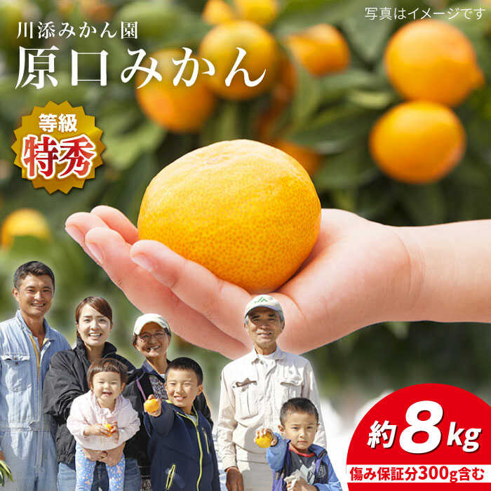【ふるさと納税】【11月下旬より配送☆特秀品】 原口みかん 約8kg（傷み保証分300g含む）＜川添みかん園＞ [CCT004] 西海みかん 温州みかんミカン 蜜柑 果物 柑橘 デザート 剥きやすい 甘味 果汁 おやつ お土産 プレゼント 贈答 ギフト 甘い 西海