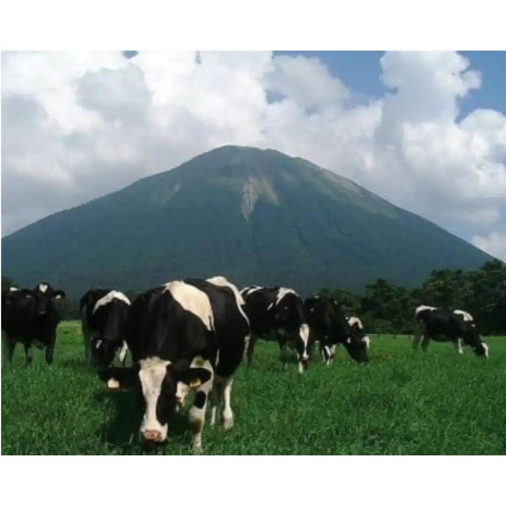 【大山乳業】白バラプレミアムアイスギフト8個入り （4種類 計8個） クリームチーズ スイーツ アイス