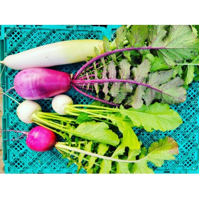 訳あり 季節の野菜セット4〜6品詰め合わせ【1613720】