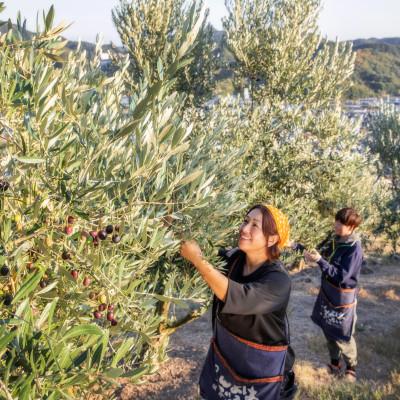 ふるさと納税 小豆島町 【井上誠耕園】2024年度産　小豆島産手摘み完熟オリーブオイル 450g |  | 01