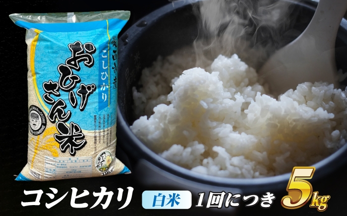 米 お米 5kg 5キロ 定期便 白米 精米 愛知県 国産 コシヒカリ