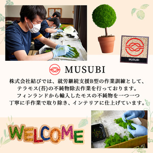 モスインテリア「リス」(フォールイエロー) ＜横200mm・高さ200mm・幅15mm＞ 観葉植物  苔 コケ テラモス インテリア 植物 【結び】 sh028-D