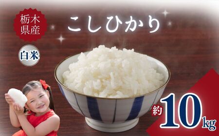 栃木県産こしひかり 10kg | お米