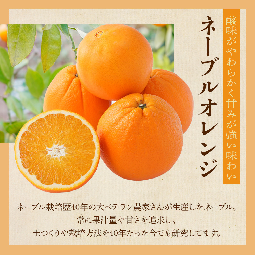 [先行予約] 和歌山県産ネーブル 約4kg　大玉（8個～9個）秀品 こだわり農家厳選 ［KG35］XM90035_イメージ2