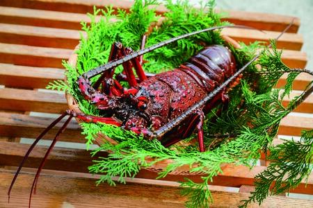 【家庭用】伊勢海老（2～5尾・総量1kg） ※離島への配送不可（2025年9月より順次発送） IKTB028 