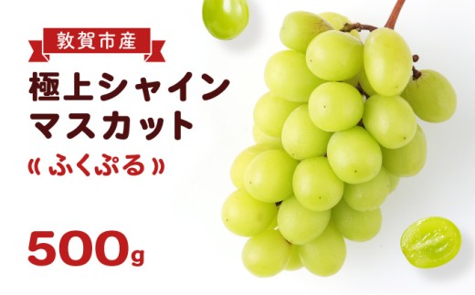ブランド シャインマスカット 「ふくぷる」 500g （敦賀市産） 福井のブランドぶどう 【マスカット ブドウ 果物 果実 フルーツ 人気 お中元 ギフト 贈り物 贈答】[003-a003]