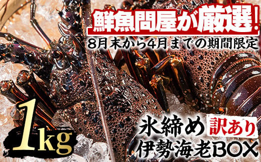 
【0303202a】＜訳あり＞朝獲れ発送！鮮魚問屋が厳選した氷締め伊勢海老(2尾・総量1kg以上)えび 魚介類 海鮮 刺身 塩焼き【江川商店】
