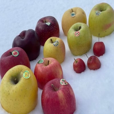 
            園主おススメ!　旬のりんご詰め合わせ　＜贈答用＞　約5キロ　4品種食べ比べ【1568465】
          