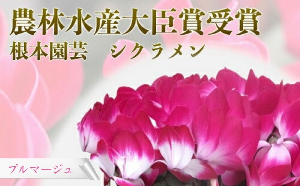 【ふるさと納税】【先行予約】 シクラメン プルマージュ 選べる種類 花 お花 ガーデンシクラメン 2色 花ギフト フラワーギフト 鉢花 鉢植え ギフト プレゼント 贈答 農林水産大臣賞受賞 根本園芸