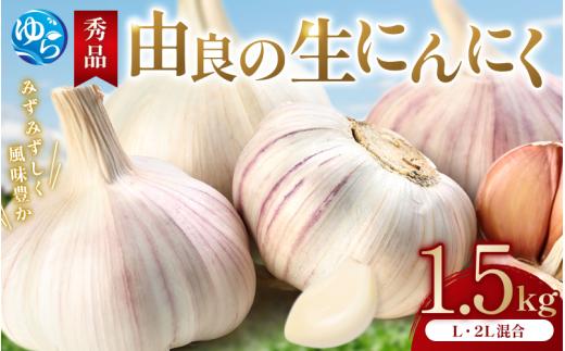 にんにく 秀品　由良の生にんにく 1.5kg / ニンニク 生ニンニク ガーリック ※2026年4月下旬より順次発送【ksnw005】