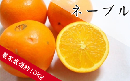 ネーブル（約5㎏）(B360-1)