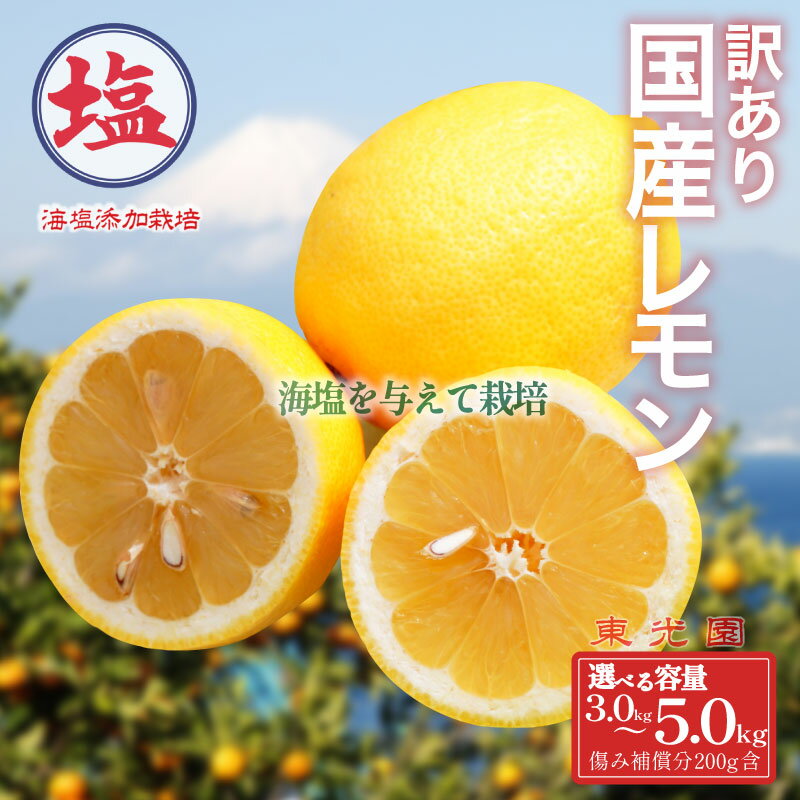 【ふるさと納税】 国産 レモン 選べる 容量 計 3kg ～ 5kg 海塩を与えて栽培 国産レモン れもん 国産 檸檬 予約受付 3月上中旬 順次発送 訳あり 傷み補償分 200g 含む 檸檬 柑橘 果物 フルーツ 沼津 市 静岡県