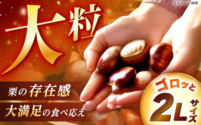 【2025年9月下旬〜10月上旬に順次発送】おやすみ栗（マロン）1kg（2Lサイズ）/ 栗 生栗 くり マロン 低温熟成 日本栗 国産 / 恵那市 / えな笠置山栗園 [AUAV004]