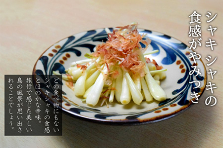 島らっきょう 生 土付き １kg 沖縄 石垣島 農家直送【野菜 らっきょう 島らっきょう おつまみ 採れたて 漬物 天ぷら】TK-7