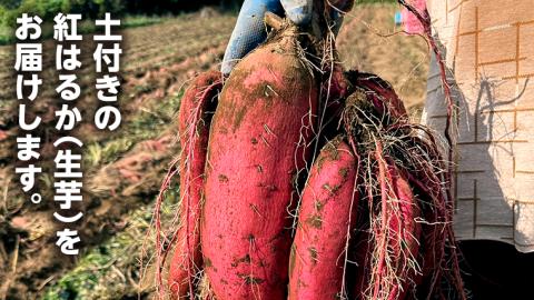 【 先行予約 2024年11月中旬以降発送 】訳あり 茨城 八千代町産 さつまいも 紅はるか 生芋 土付き 無選別 約 10kg 長期熟成 べにはるか いも イモ 芋 おやつ  [AX032ya]