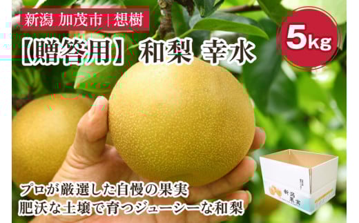 【2025年先行予約】【贈答用】新潟県産和梨 幸水 約5㎏（10〜14玉） 《8月下旬から順次発送》梨 なし ナシ 幸水 こうすい  果物 果樹 フルーツ 樹上完熟 加茂果樹専門家集団 加茂市 想樹