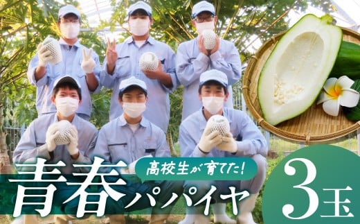 高校生が育てた！青春パパイヤ 3玉 計2kg以上 青パパイヤ パパイヤ 野菜 渥美農業高校 高校生 高校 学生 応援 支援 栄養 健康 美容 くだもの フルーツ 果物 愛知県 田原市 渥美半島 お取り寄せ