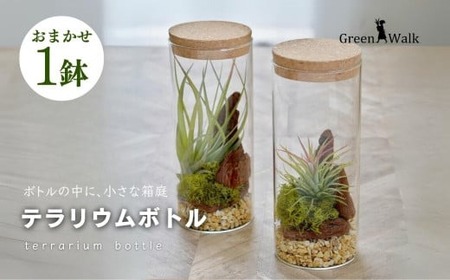 ハイドロカルチャー 観葉植物 テラリウムボトルM 鉢植え 土無し インテリア　観葉植物 観葉植物 観葉植物 観葉植物 観葉植物 観葉植物 観葉植物 観葉植物 観葉植物 観葉植物 観葉植物 観葉植物 観葉植物 観葉植物 観葉植物 観葉植物 観葉植物 観葉植物 観葉植物 観葉植物 観葉植物 観葉植物 観葉植物 観葉植物 観葉植物 観葉植物 観葉植物 観葉植物 観葉植物 観葉植物 観葉植物 観葉植物 観葉植物 観葉植物 観葉植物 観葉植物 観葉植物 観葉植物 観葉植物 観葉植物 観葉植物 観葉植物 観葉植物 観葉