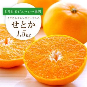 【2026年2月以降発送】とろける濃厚果肉 せとか1.5kg 愛媛県八幡浜産【C25-210】【1612641】