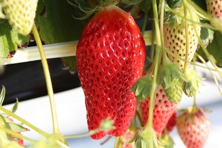 ≪数量限定≫ あきひめ スーパープレミアム 9個 (特大3個入り×3パック) 【2026年1月以降発送予定】 京都 丹波高原育ちの苺 京丹波町産 章姫 完熟 いちご 甘さ抜群 サイズ大 ビッグ 大粒