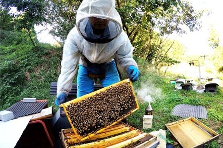 【2か月定期便】みよしの百花蜜 220g×1本 K063403