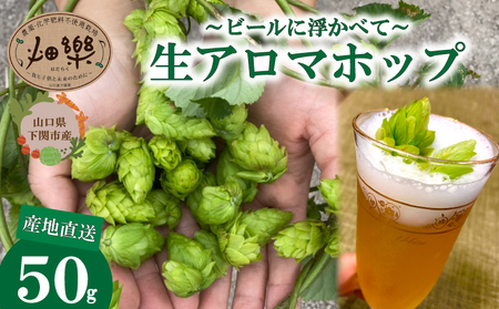 アロマホップ 生ホップ ～ ビールに浮かべて～ 50g 【2027年6月中旬〜7月中旬発送】 ビール ホップ ビール 下関 山口 IN102