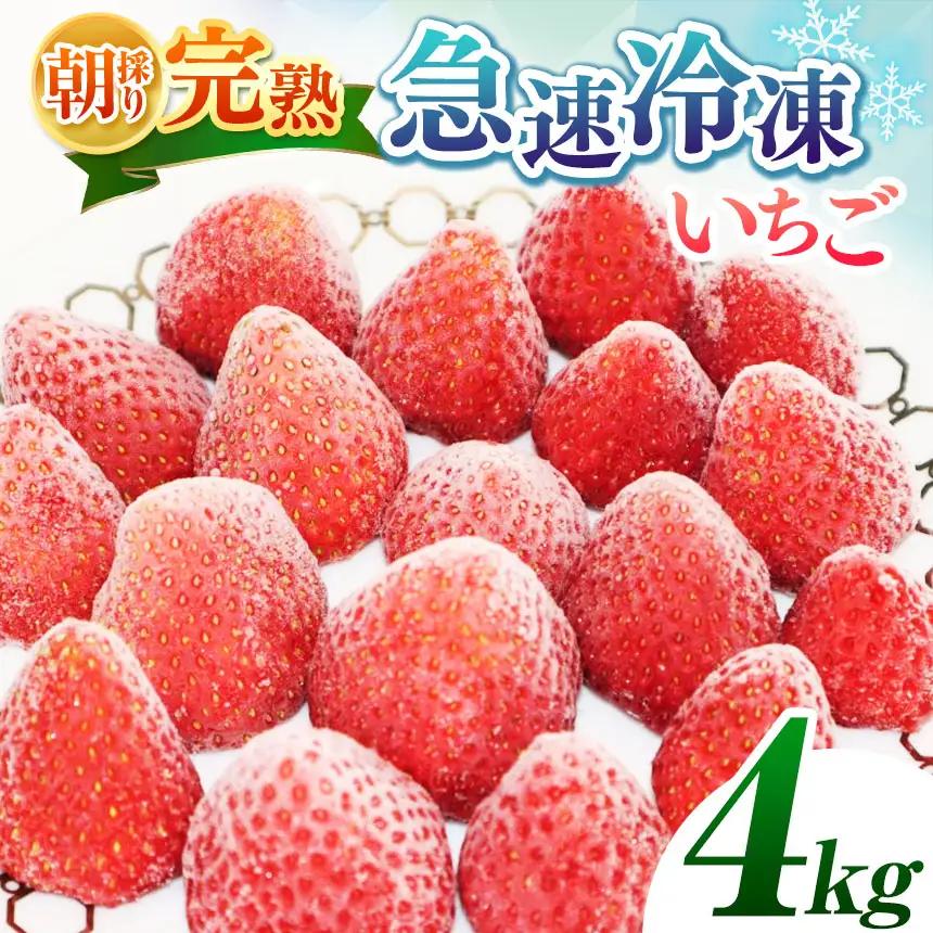 完熟・急速 冷凍いちご 4kg | 2週間以内に発送