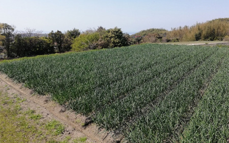  淡路島産有機栽培玉葱5kg JAS認定オーガニックたまねぎ / 玉ねぎ 玉葱 たまねぎ 有機JAS オーガニック