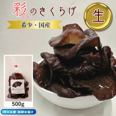 【ふるさと納税】彩のきくらげ　生きくらげ500g　乾燥きくらげ50g　セット　埼玉県産【配送不可地域：離島】【1692953】