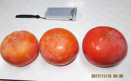 仁科農園産 富有柿(秀、大)秋の味覚「里山長寿」 精選 3kg箱(12個前後入り) 果物類 かき 柿