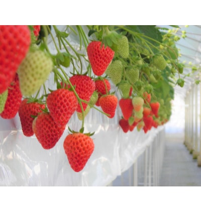 多湖農園のデカうまっ苺「紅ほっぺ」化粧箱入り　1000g【配送不可地域：離島・北海道・沖縄県】