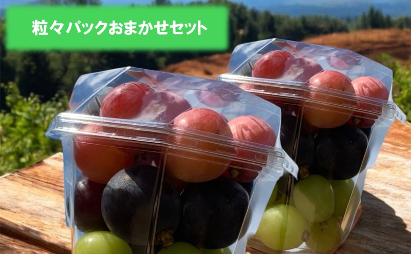 ぶどう 訳あり ご家庭用 ニュー ピオーネ オーロラブラック 巨峰 ゴールドフィンガー マスカサーティーン クイーンニーナ 粒々パックおまかせセット 葡萄 フルーツ 岡山 高梁市産 こあに葡萄園 2025年 先行予約