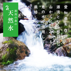 《予約品》令和8年6月～発送★とまとのクラフトビール「 ねばとエール (NEBATO ALE）」3本セット 発泡酒 クラフトビール トマト トマトのお酒 ビール 南信州 長野県 地域限定 完熟トマト 