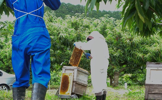 15ha、3000本の栗の木から20kgだけ採れる本当に貴重な品です。
