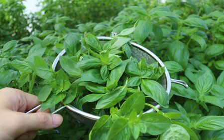 農家だからできる濃厚『無添加　バジルソース』 パック 100ｇ×4袋 バジル　バジルソース ばじる バジル　調味料　パスタ【fmlb044】