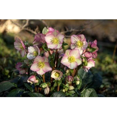 ふるさと納税 藤枝市 クリスマスローズ鉢植え 氷の薔薇カルロッタ4.5号　 |  | 01