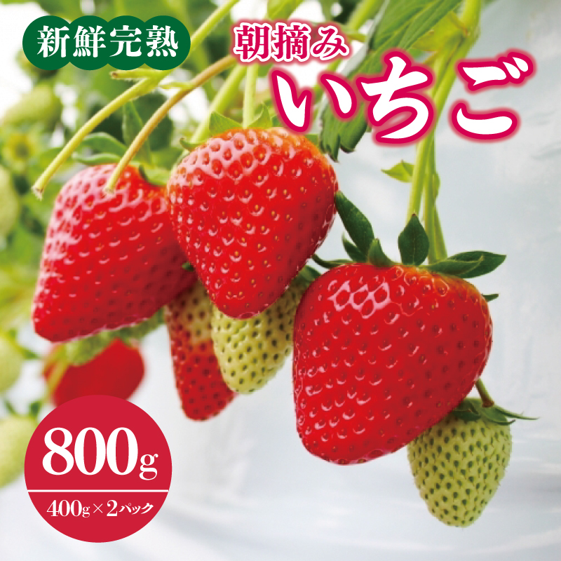 【先行予約】「厳選プレミアム！」完熟朝摘みいちご 800g（400g×2パック） 099H2853
