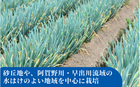 ごせんのネギ L 15束 五泉園芸組織連絡協議会 |五泉市 ねぎねぎ
