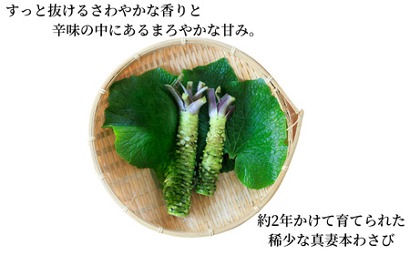 【3回定期便】「真妻わさび」本わさび Mサイズ 2本セット 約160g×3回 計480g SKフロンティア 糸魚川 生わさび ワサビ 新潟県 山葵 お刺身 薬味 そば お蕎麦 風味 お刺身 絶品 味わ