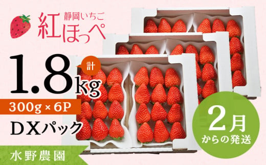 ６２８０　②2月からの発送 掛川産完熟いちご 紅ほっぺ 280g×6P 1.68ｋｇ (1ｐ：8～15粒入)　※発送時期をお選び下さい①1月 ②2月 　受付順に順次発送・ 水野農園