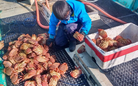 先行予約 【毛ガニ 約250g×6匹】 陸前高田産 毛ガニ 生きたまま発送！ 【 かに カニ 魚介類 旬 鮮度抜群 産地直送 三陸産 】2025年2月下旬から発送予定 RT2658