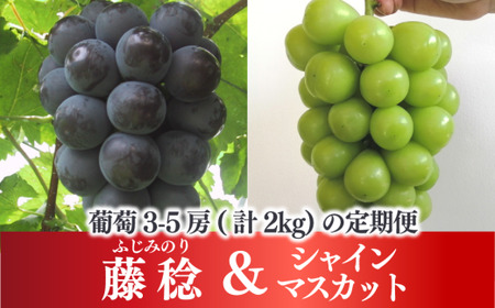 【2026年先行予約】大粒ぶどうの定期便 藤稔とシャインマスカットの人気品種２kg入の２回便(定期便)(岡山県産)【KF-T052-04】