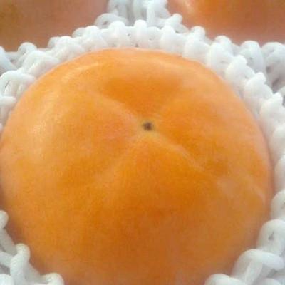 ふるさと納税 那智勝浦町 【厳選・産直】和歌山産富有柿約4kg 化粧箱入り(2L〜4Lサイズおまかせ)【那智勝浦町】 |  | 01