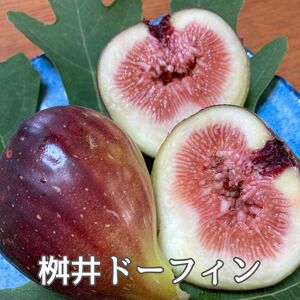 ドライフルーツ いちじく 50g