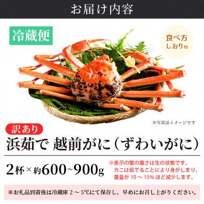 ふるさと納税 越前町 【訳あり】≪浜茹で≫ 越前がに 600〜900g前後 × 2杯【12月発送分】 |  | 03