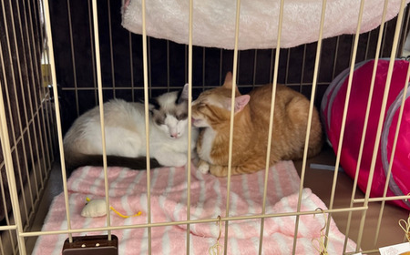 【お礼の品なし】保護猫活動支援〜野良猫から地域で見守るさくら猫に～ 寄付額100,000円 猫 保護 支援 保護猫 ねこ 猫 ネコ 里親 猫 こころ星 猫 保護活動支援 東松山 埼玉