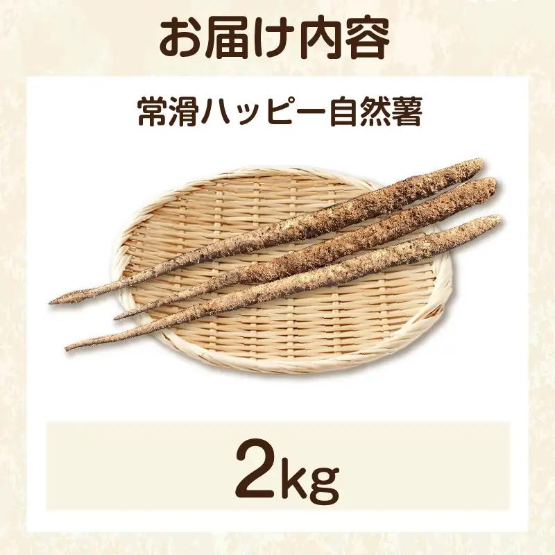 常滑ハッピー自然薯　約2kg