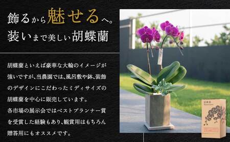 蘭 胡蝶蘭 熊本県産 ミディ胡蝶蘭 KouBou 大地 2本立ち